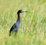 Heron, Little Blue