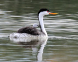 Grebe, Clarks