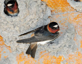 Swallow, Cliff