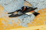 Swallow, Cliff