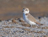 Plover, Snowy