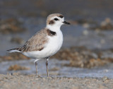 Plover, Snowy