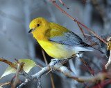 Warbler, Prothonotary