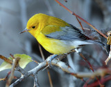 Warbler, Prothonotary