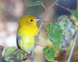 Warbler, Prothonotary