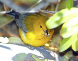 Warbler, Prothonotary