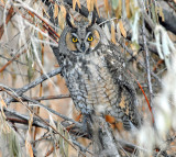 Owl, Long-eared