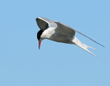 Tern, Common