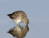 Dowitcher, Short-billed