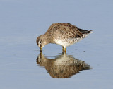 Dowitcher, Short-billed