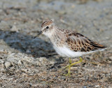 Sandpiper, Least