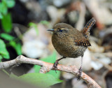 Wren, Pacific