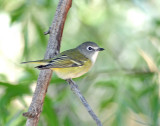 Vireo, Blue-headed