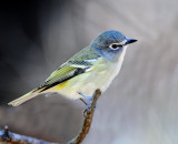 Vireo, Blue-headed