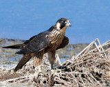 Falcon, Peregrine (Juvenile)