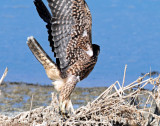 Falcon, Peregrine (Juvenile)