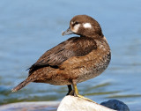Duck, Harlequin (Juvenile Male)