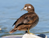 Duck, Harlequin (Juvenile Male)