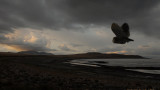 Barn Owl / Antelope Island