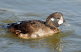 Duck, Harlequin (1st year male) 10-26-2011