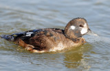 Duck, Harlequin (1st year male) 10-26-2011