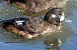 Duck, Harlequin (first year male) 10-28-2011