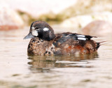 Harlequin Duck (First year male) (11-01-2011)