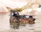 Harlequin Duck (First year male) 11-01-2011