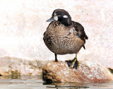 Harlequin Duck (First year male) 11-01-2011