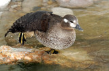 Ducks, Harlequin (11-03-2011)
