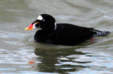 Scoter, Surf (Male--Breeding Plumage)