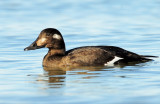 Scoter, White-winged