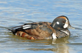 Ducks, Harlequin (11-15-2011)