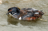 Ducks, Harlequin (11-15-2011)