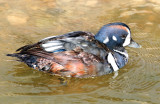 Duck, Harlequin 11-20-2011