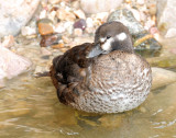 Duck, Harlequin (Female #1) 11-20-2011