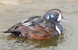 Duck, Harlequin (11-25-2011)