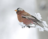 Rosy Finch, Gray-crowned