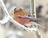 Rosy Finch, Gray-crowned