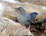 Dipper, American