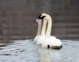 Swans, Tundrampeter