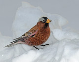 Rosy-Finch, Gray-crowned