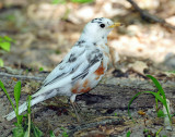 Robin, American (partial albino)