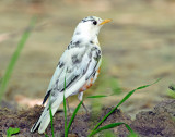 Robin, American (partial albino)