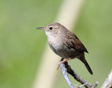 Wren, House