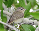 Vireo, Warbling