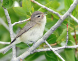 Vireo, Warbling