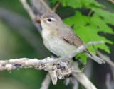 Vireo, Warbling