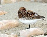 Sanderling