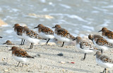 Sanderling